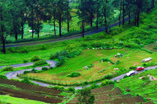 Ooty
